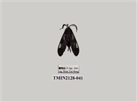 藏品(透翅碩斑蛾)的圖片